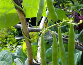 ������� ���������: ������� � ����� фото