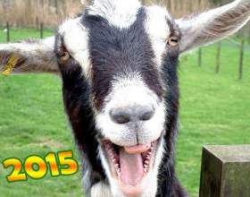 г� ��� ������� 2015-� �� ������� ����������? фото