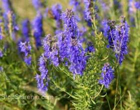 � ���, � ���. ���� - ����� ����� фото