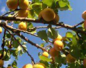 �� � ������� ��������� �������? фото