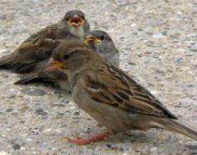 �� ��������� �� ��������? фото