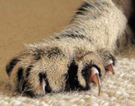 �� ������� ���� ����� �������? фото