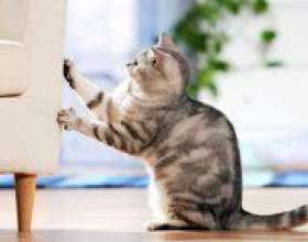�� ������� ���� ����� ����? фото