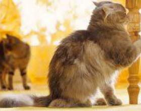�� ������� ���� ����� ��������? фото