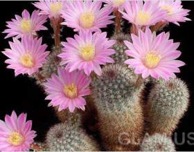 �� ���������� ������ фото