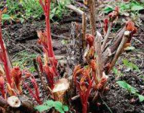 �� ���������� ������ �� ����? фото