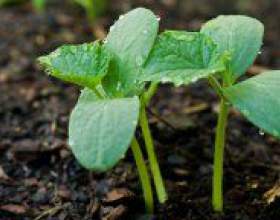 �� �������� ����� � �������� �����? фото