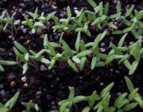 �� �������� ������ ������ �� �������? фото