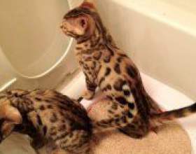 �� �������� ������ �� �������? фото