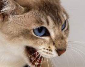 �� ������������ ���� � ����? фото