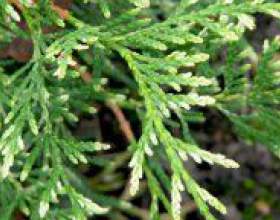 �� ���������� ���? фото