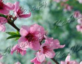 �� ������� ������� ���� � �������? фото