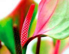 �� ��������� �� ���������? ������ �� ���������. фото