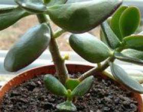 �� ��������� �� �������� �������? фото