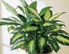 �� ��������� �� ������������? фото
