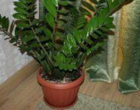 �� ��������� �� ���������� �������? фото