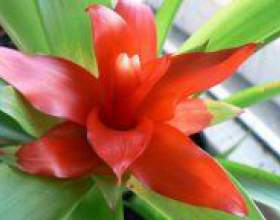 �� ��������� �� ��������? фото