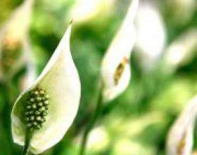 �� ��������� �� ����������? ������ �� ����������. фото