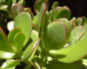 �� ��������� �� ���������? фото