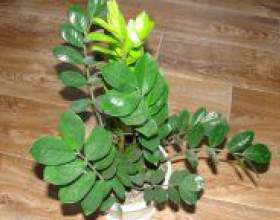 �� ��������� �� �����������? фото