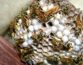 �� ������� ����� ������? фото