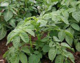 �� ��������� �������� � ������? фото