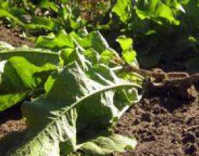 �� ������� ��� � ������? фото