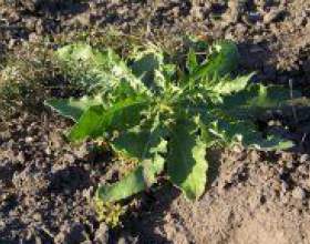 �� ������� ���� � ������? фото