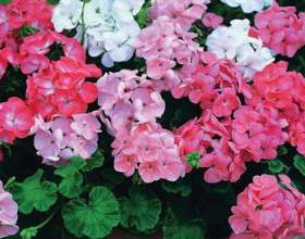 ˳�������� � ������� ���������� ������ фото