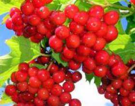 ˳�������� ���������� ������ фото