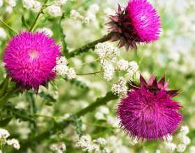 ��� ���������� ������� � ����� фото