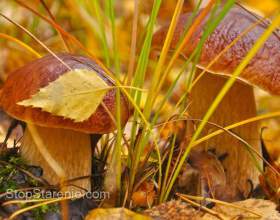 ���������� ������� �� ����� ������ фото