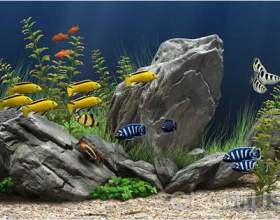 ���� ���������� ���� � ������� фото