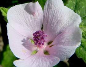 ���������� � ������������ ����� ���������� фото